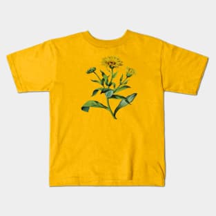 Calendula officinalis Botanical Art Vector Cut Out Kids T-Shirt